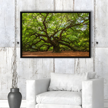 Angle Oak Tree In Johns Island, South Carolina, Framed Cavas Print, Floating Frame