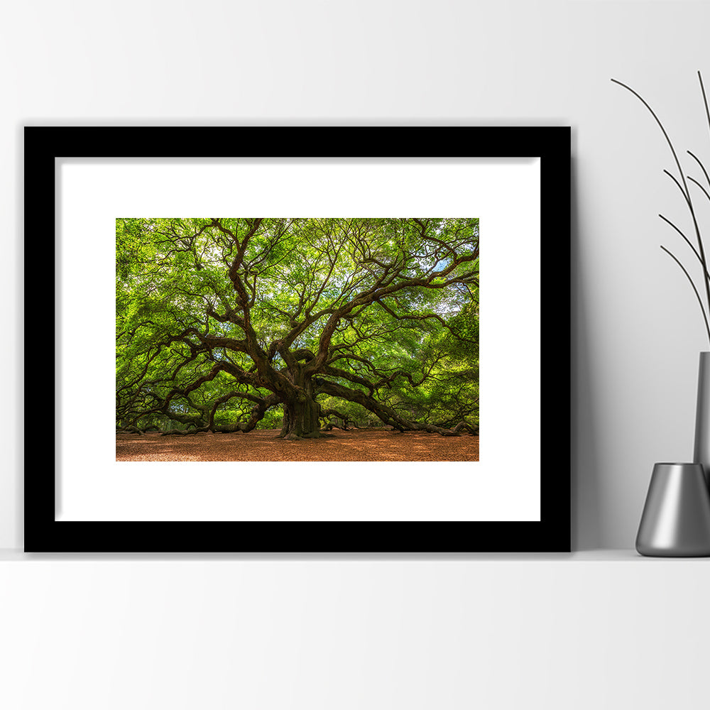 Angle Oak Tree In Johns Island, South Carolina, Framed Art Print White Border