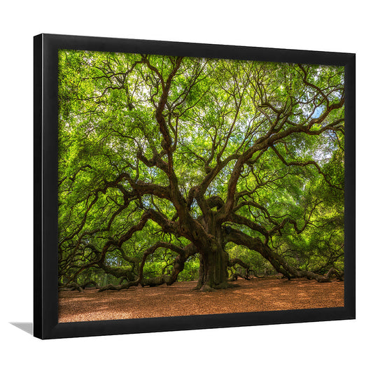 Angle Oak Tree In Johns Island, South Carolina, Framed Art Print, Picture Framed
