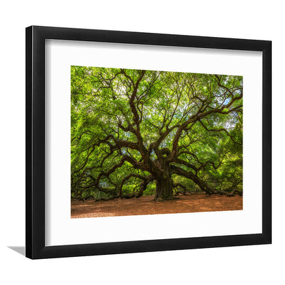 Angle Oak Tree In Johns Island, South Carolina, Framed Art Print White Border