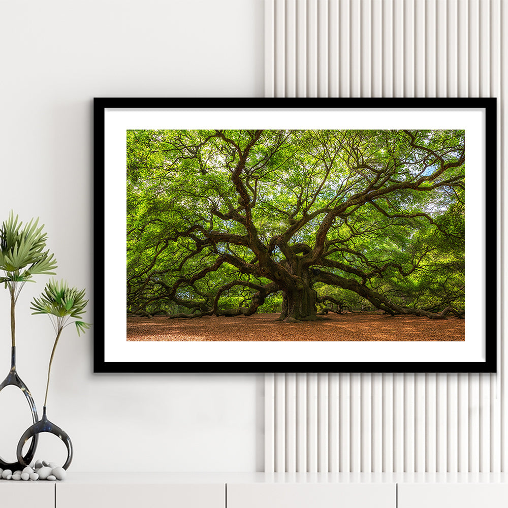 Angle Oak Tree In Johns Island, South Carolina, Framed Art Print White Border