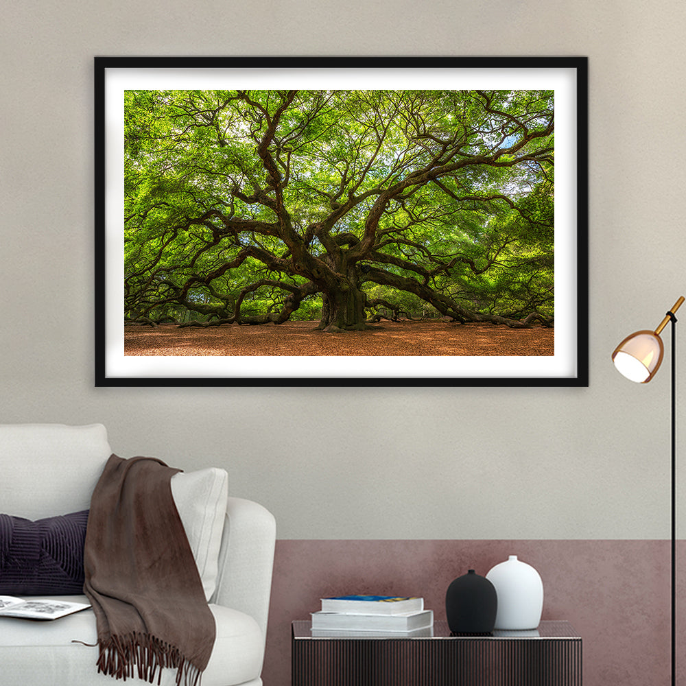 Angle Oak Tree In Johns Island, South Carolina, Framed Art Print White Border
