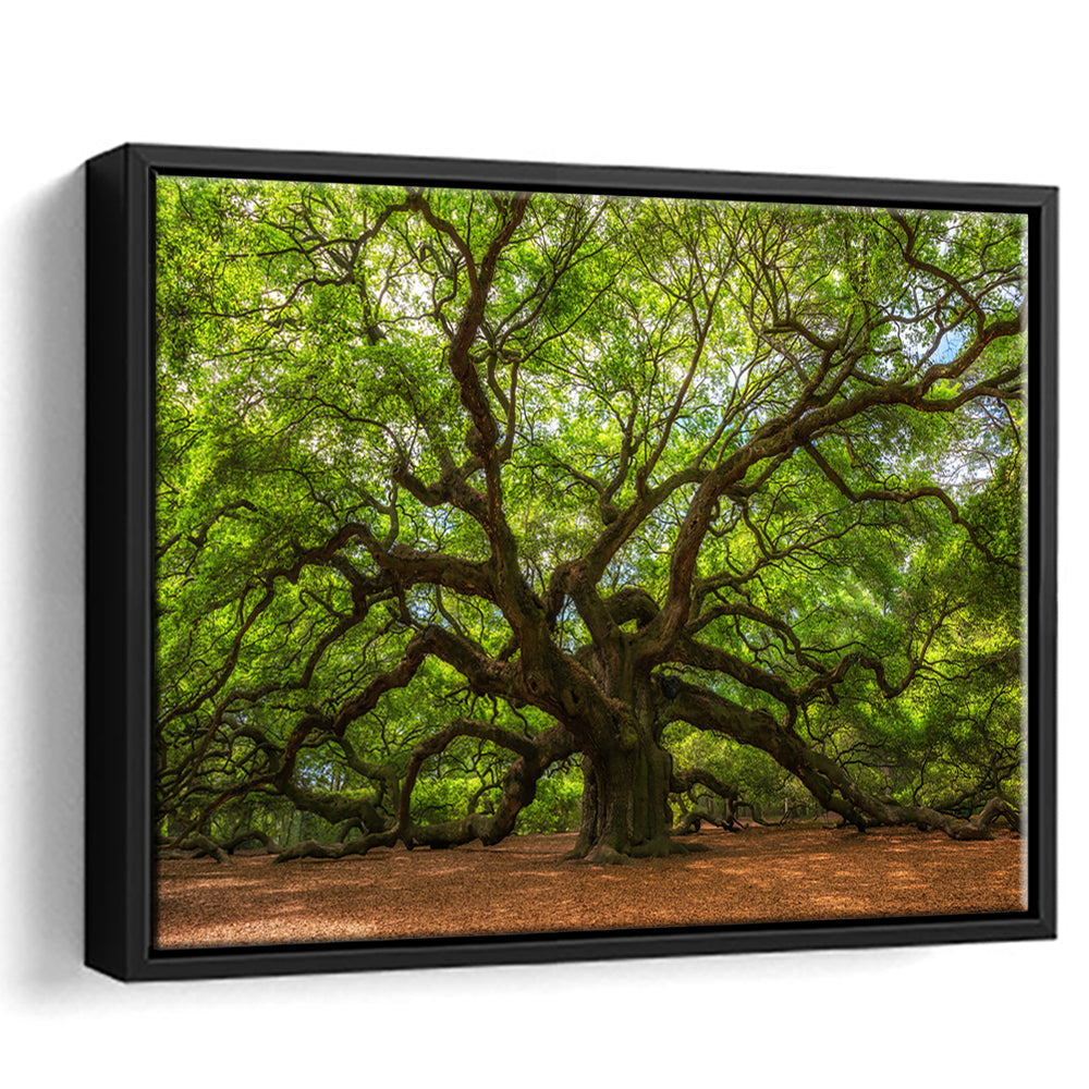 Angle Oak Tree In Johns Island, South Carolina, Framed Cavas Print, Floating Frame