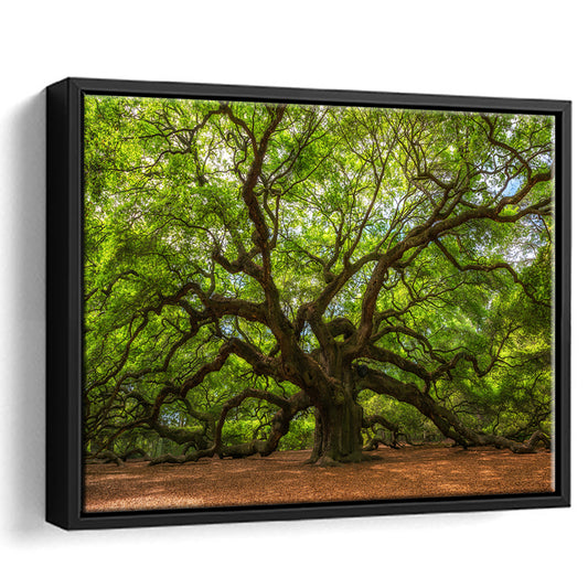 Angle Oak Tree In Johns Island, South Carolina, Framed Cavas Print, Floating Frame