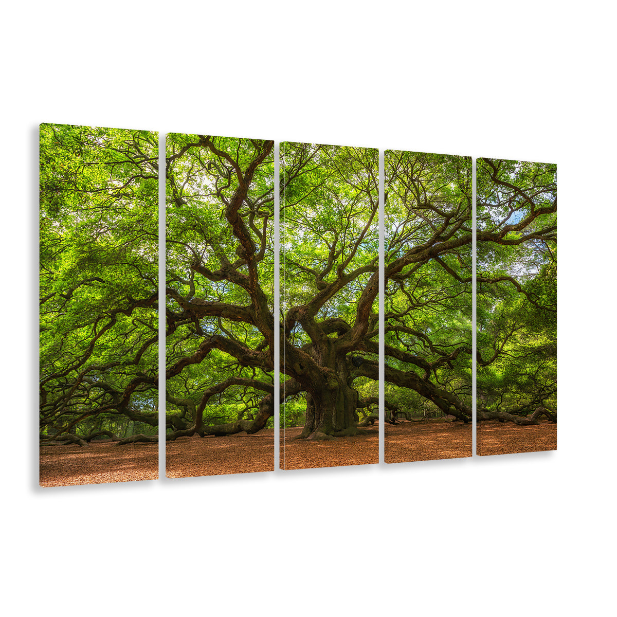 Angle Oak Tree in Johns Island, South Carolina, 5 Piece B Extra Large Cavas Print Wall Art Decor