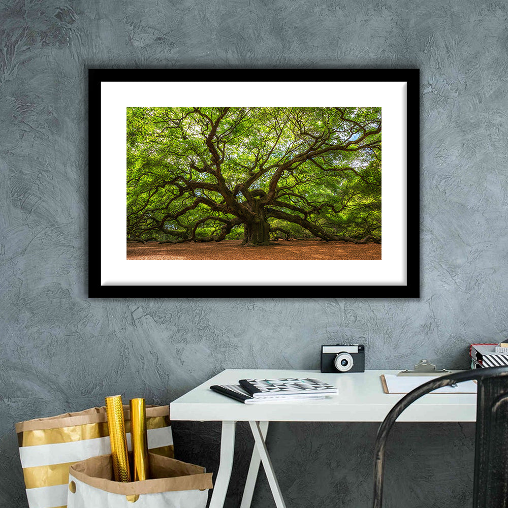 Angle Oak Tree In Johns Island, South Carolina, Framed Art Print White Border
