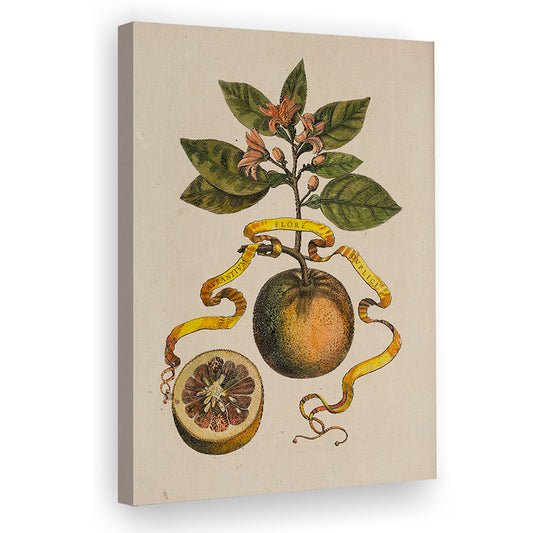 Antique Reproduction Oranges Still Life Art Botanical Canvas Print Wall Art, Cottage Core Decor Rustic Fine Art Print