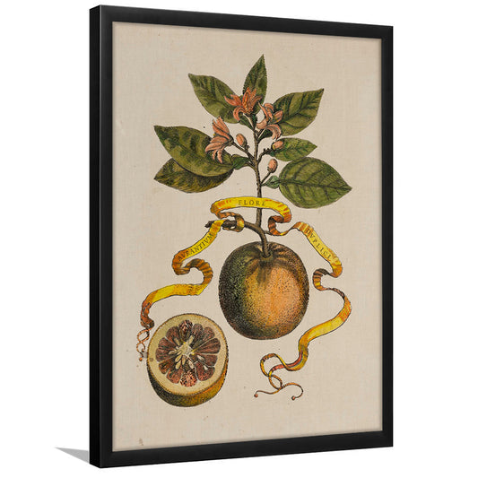 Antique Reproduction Oranges Still Life Art Botanical Framed Art Print Wall Decor, Fine Art Print