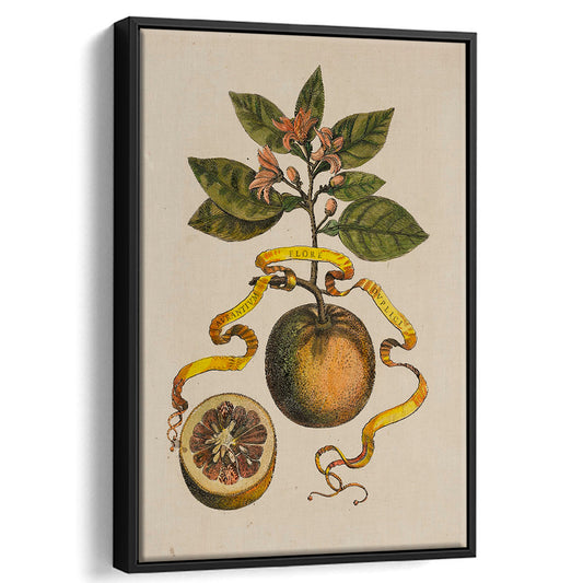 Antique Reproduction Oranges Still Life Art Botanical Framed Canvas Print Wall Art, Fine Art Print