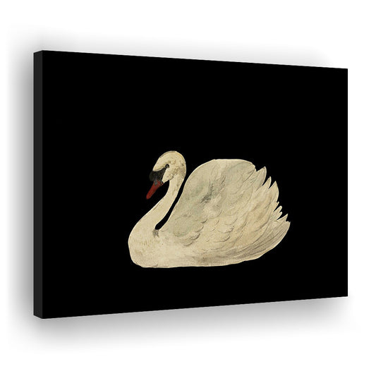 Antique Swan Watercolor Painting Neutral Canvas Print Wall Art, Large Wall Art Cottagecore Decor, Vintage Swan
