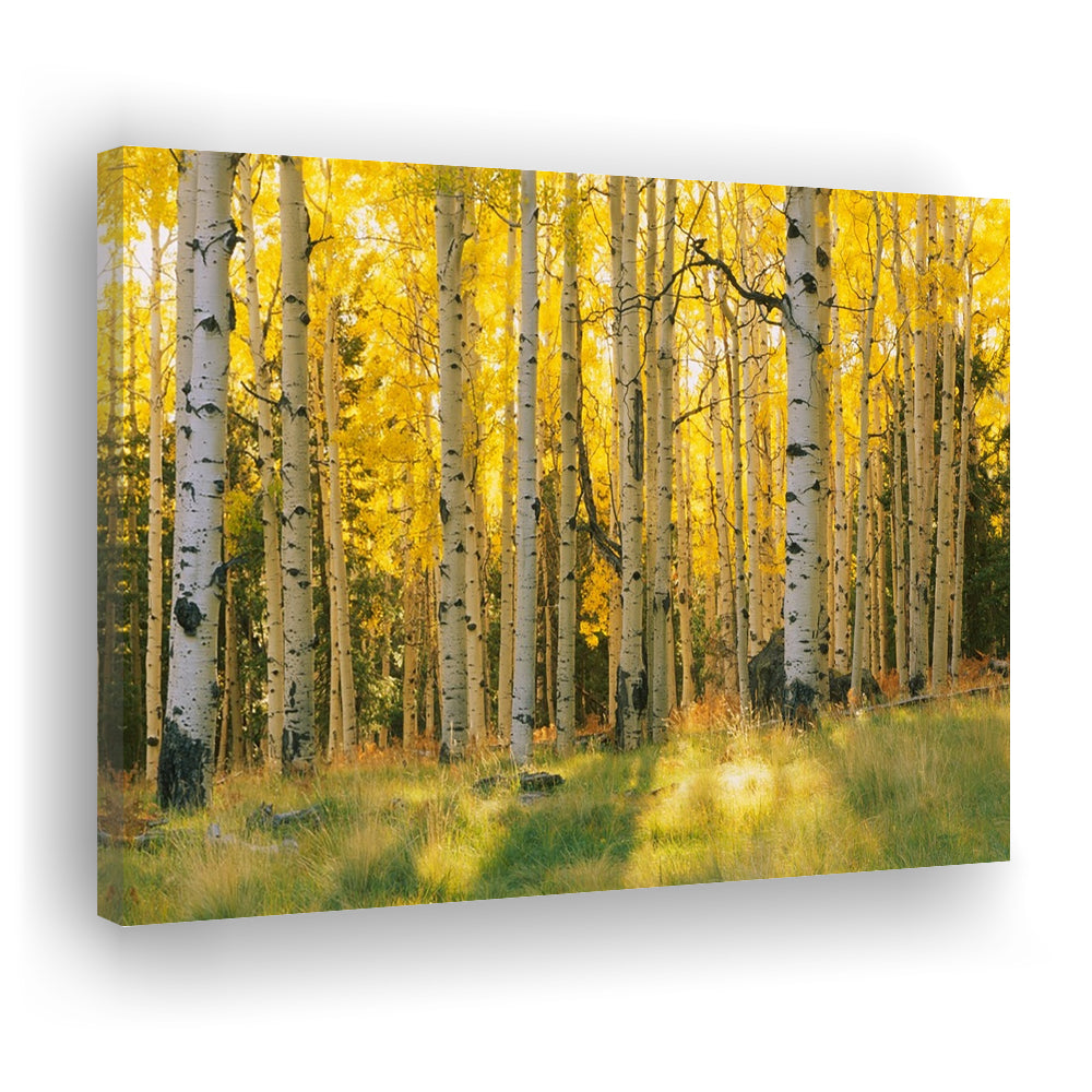 Aspen trees in a forest Coconino National forest, Cavas Print Wall Art Hom Decor