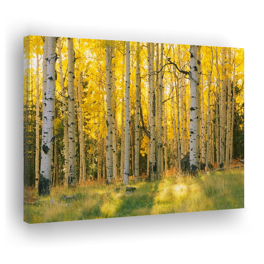Aspen trees in a forest Coconino National forest, Cavas Print Wall Art Hom Decor