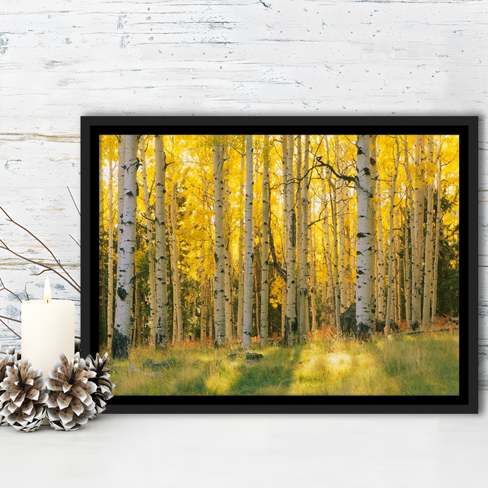 Aspen Trees In A Forest Coconino National Forest, Framed Cavas Print, Floating Frame