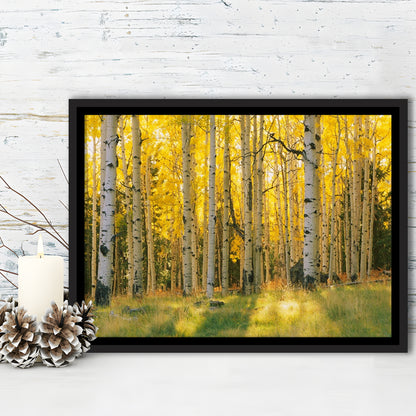 Aspen Trees In A Forest Coconino National Forest, Framed Cavas Print, Floating Frame