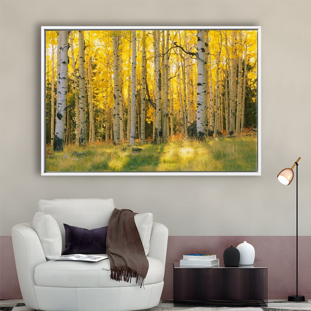 Aspen Trees In A Forest Coconino National Forest, Framed Cavas Print, Floating Frame