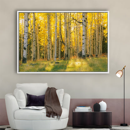 Aspen Trees In A Forest Coconino National Forest, Framed Cavas Print, Floating Frame