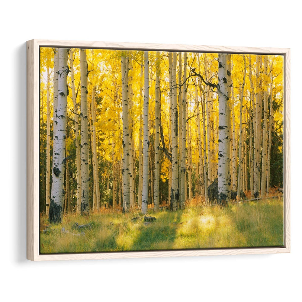 Aspen Trees In A Forest Coconino National Forest, Framed Cavas Print, Floating Frame