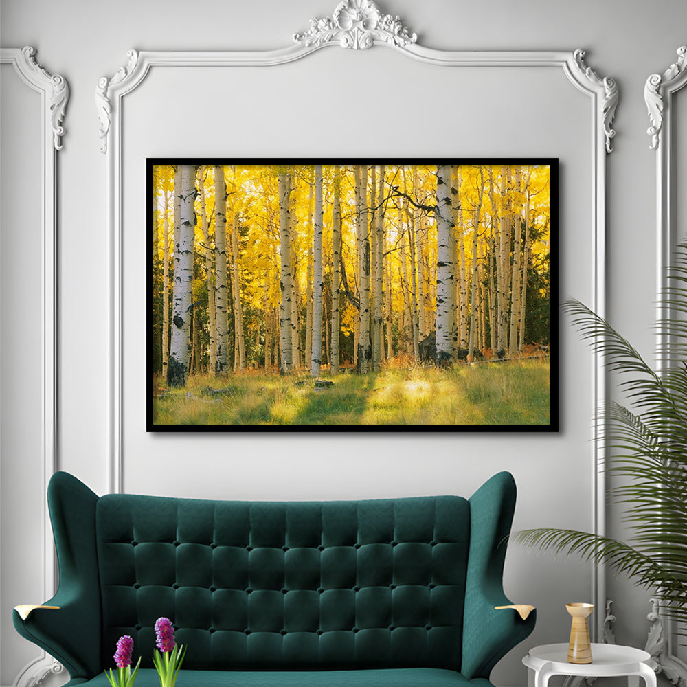 Aspen Trees In A Forest Coconino National Forest, Framed Art Print, Picture Framed