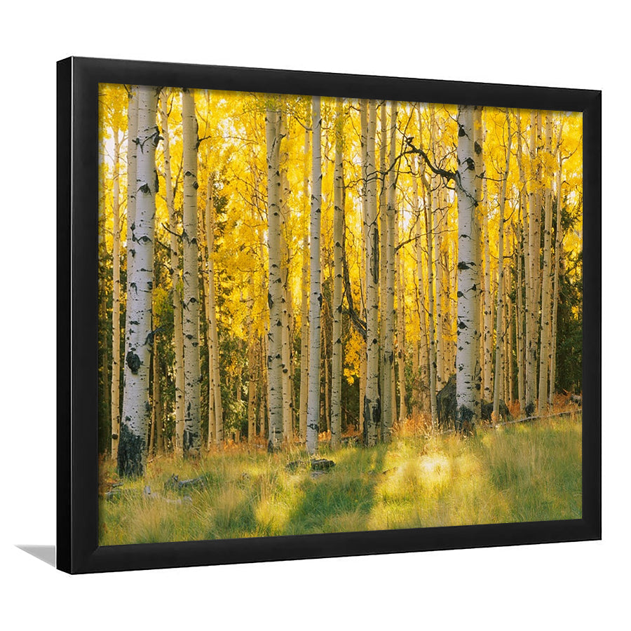 Aspen Trees In A Forest Coconino National Forest, Framed Art Print, Picture Framed