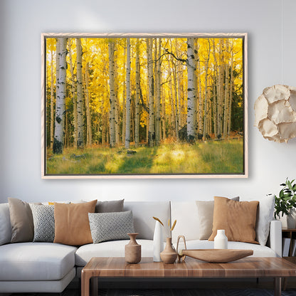 Aspen Trees In A Forest Coconino National Forest, Framed Cavas Print, Floating Frame