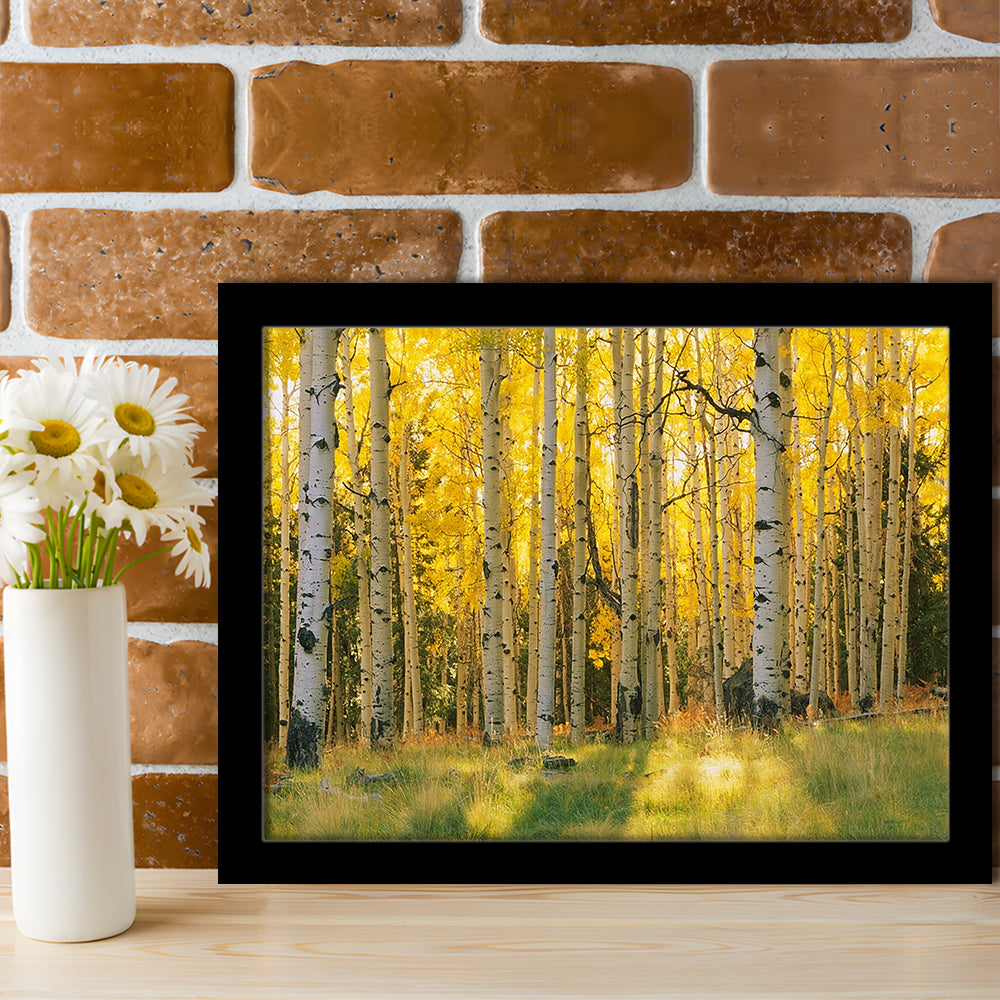 Aspen Trees In A Forest Coconino National Forest, Framed Art Print, Picture Framed