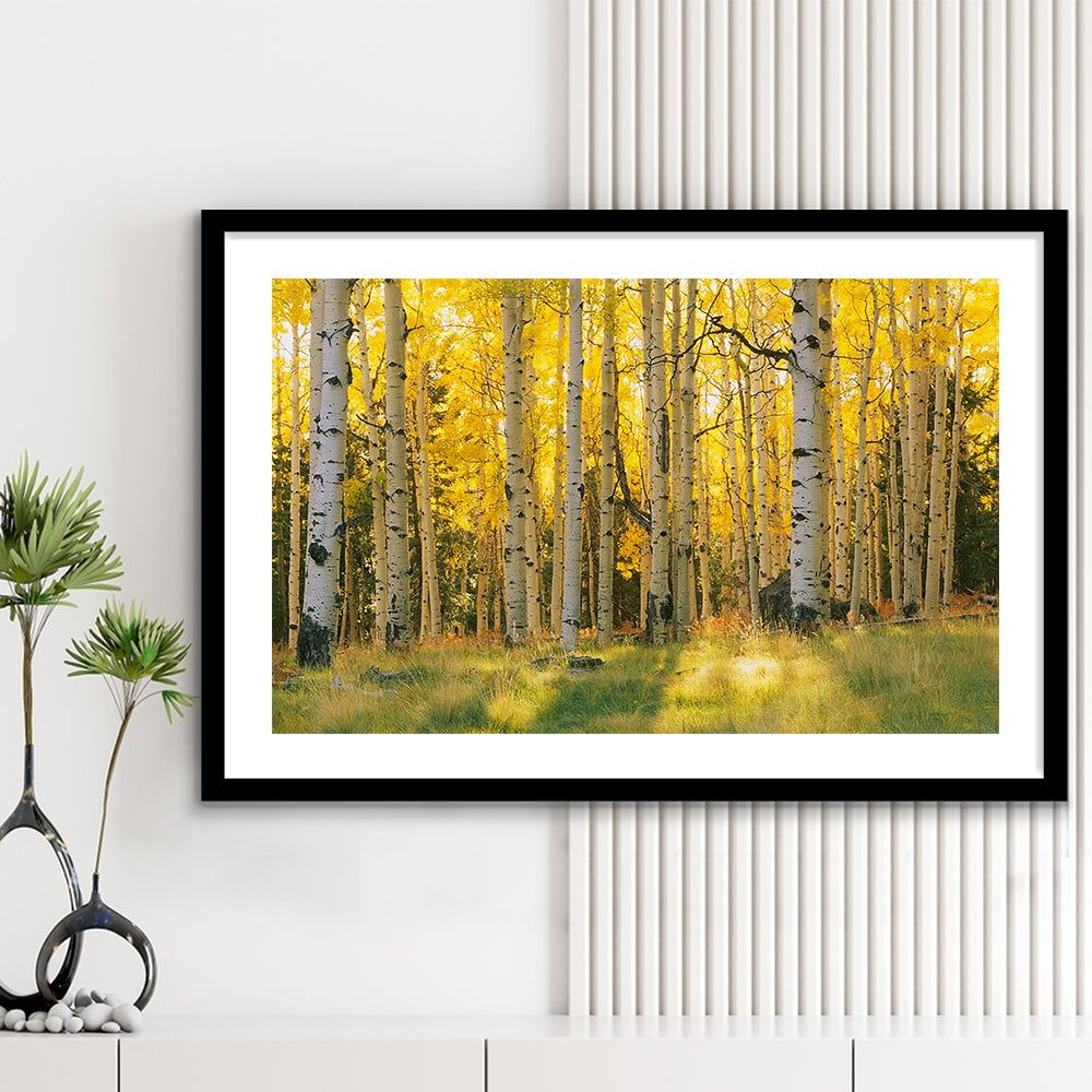 Aspen Trees In A Forest Coconino National Forest, Framed Art Print White Border