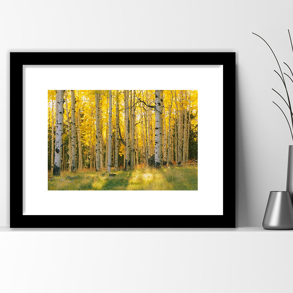 Aspen Trees In A Forest Coconino National Forest, Framed Art Print White Border