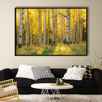 Aspen Trees In A Forest Coconino National Forest, Framed Cavas Print, Floating Frame