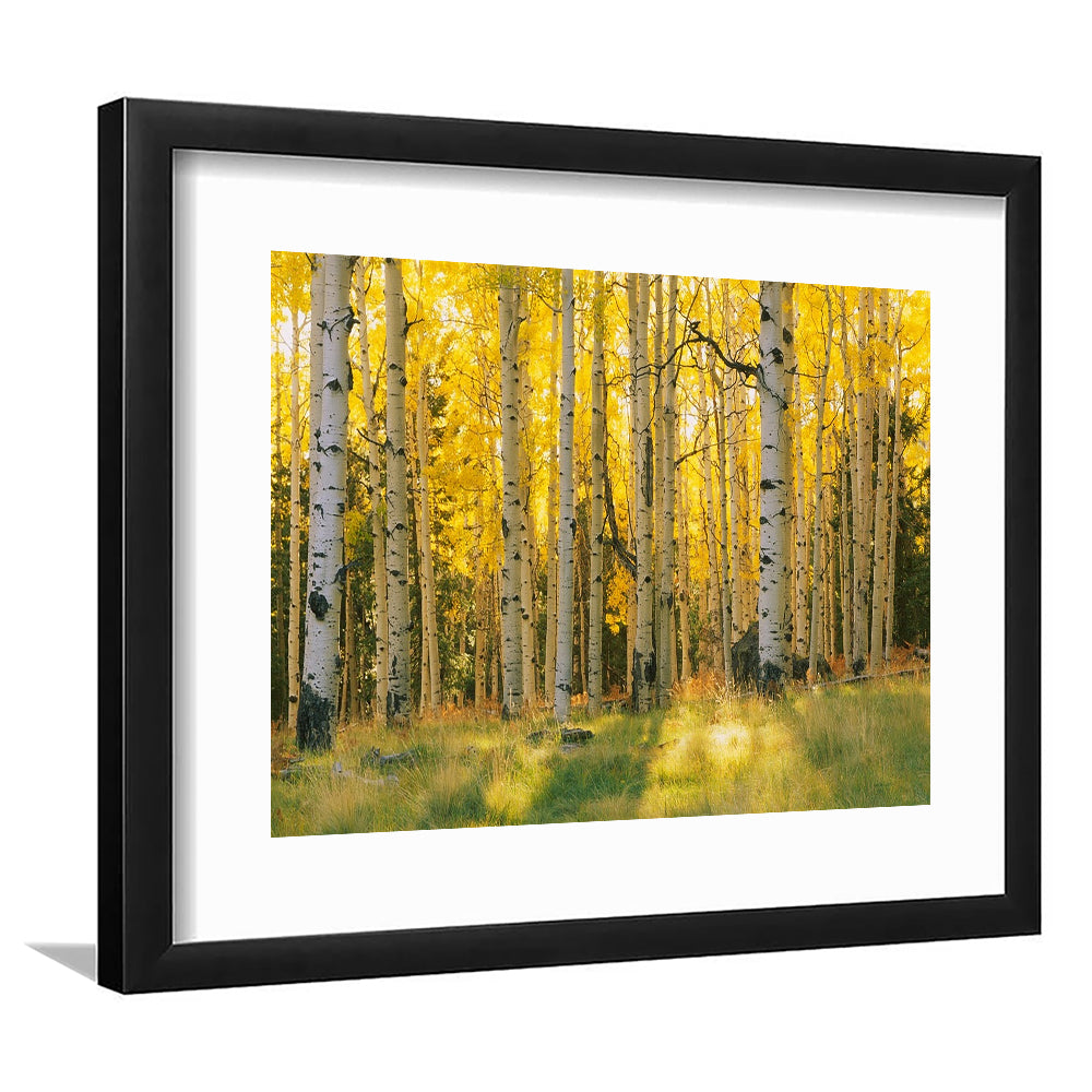 Aspen Trees In A Forest Coconino National Forest, Framed Art Print White Border