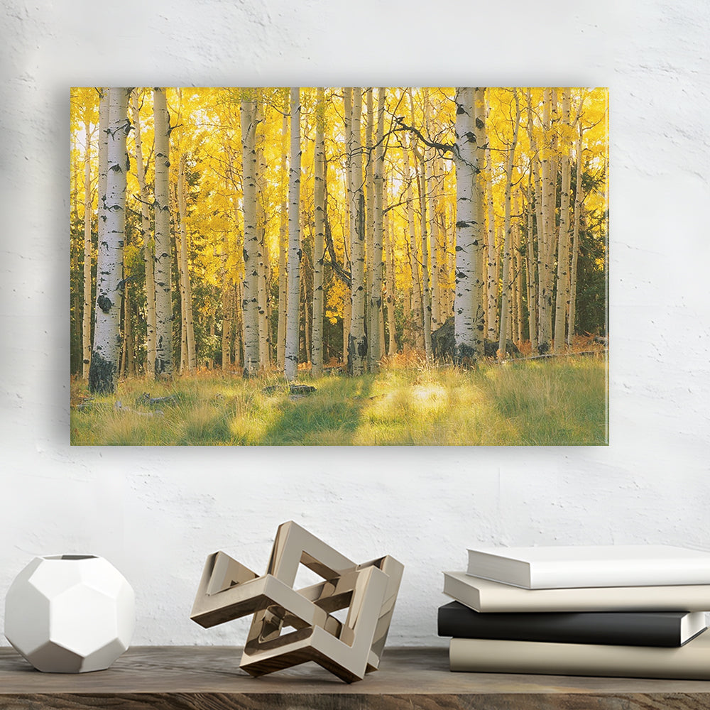 Aspen trees in a forest Coconino National forest, Cavas Print Wall Art Hom Decor