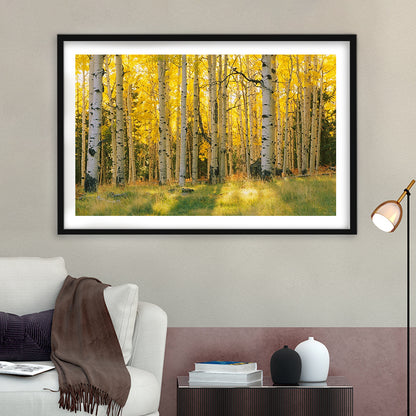 Aspen Trees In A Forest Coconino National Forest, Framed Art Print White Border