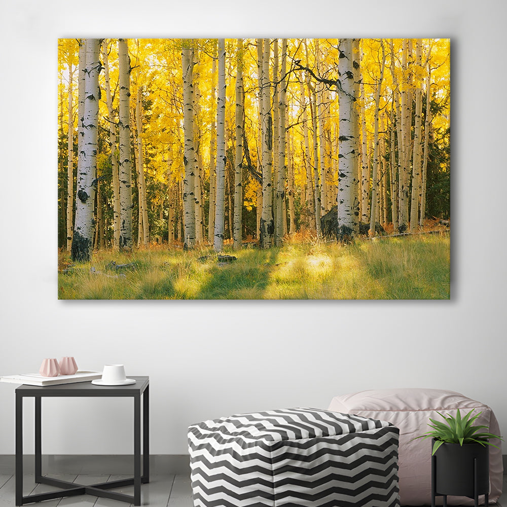 Aspen trees in a forest Coconino National forest, Cavas Print Wall Art Hom Decor