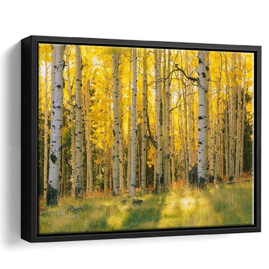 Aspen Trees In A Forest Coconino National Forest, Framed Cavas Print, Floating Frame