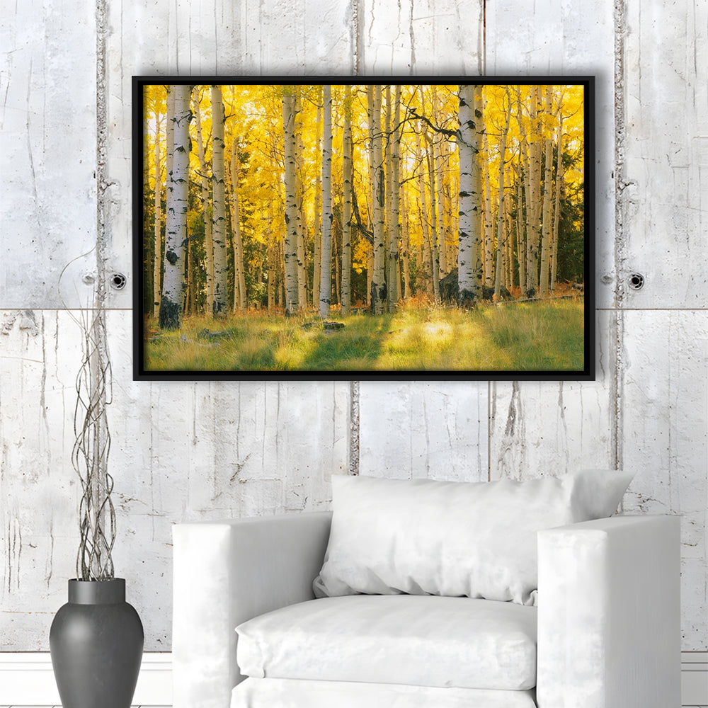 Aspen Trees In A Forest Coconino National Forest, Framed Cavas Print, Floating Frame