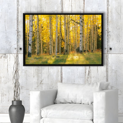 Aspen Trees In A Forest Coconino National Forest, Framed Cavas Print, Floating Frame