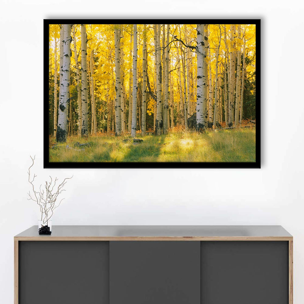 Aspen Trees In A Forest Coconino National Forest, Framed Art Print, Picture Framed