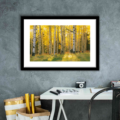 Aspen Trees In A Forest Coconino National Forest, Framed Art Print White Border
