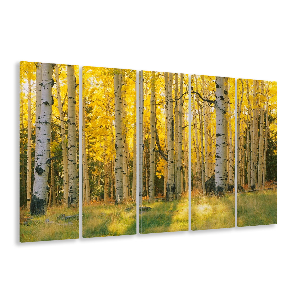 Aspen trees in a forest Coconino National forest, 5 Piece B Extra Large Cavas Print Wall Art Decor