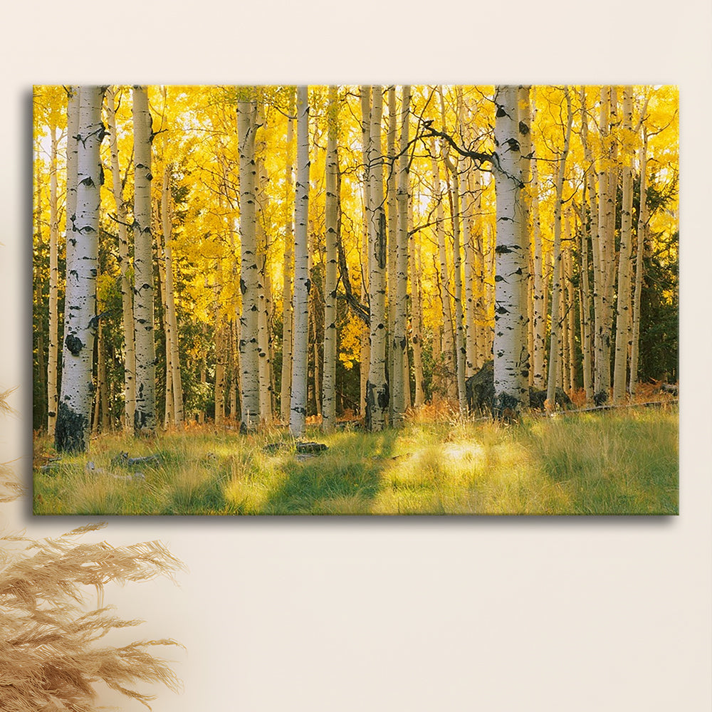 Aspen trees in a forest Coconino National forest, Cavas Print Wall Art Hom Decor