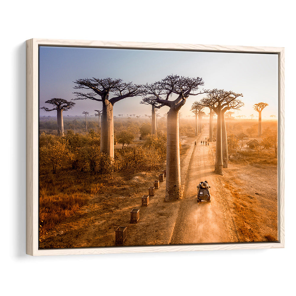 Beautiful Baobab Trees Photo ,Trees Canvas Wall Art, Trees Canvas Wall Decor, Framed Cavas Print, Floating Frame