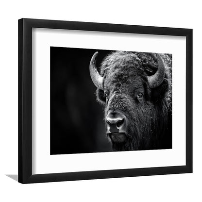 Bison Close up Portrait Black and White, Framed  Print, Painting Art, Framed Art Print White Border Wall Decor
