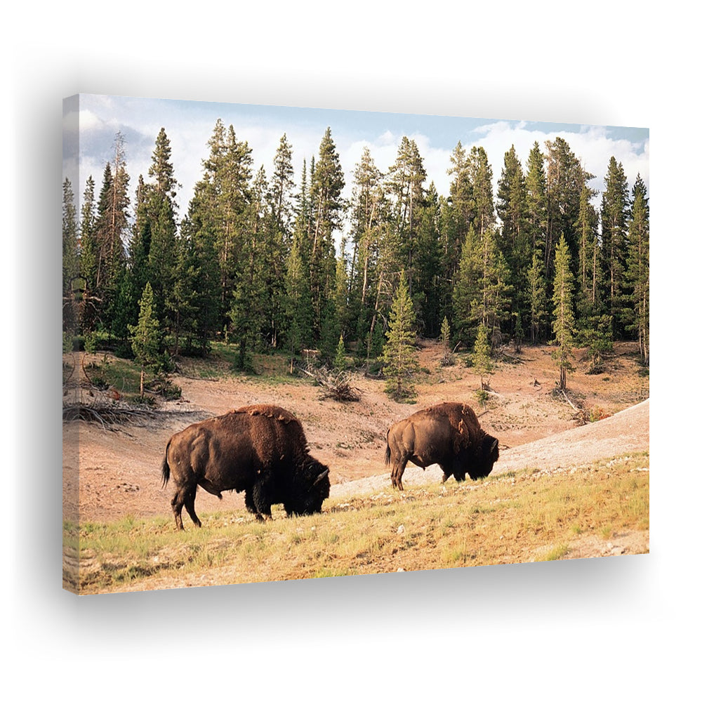 Bison in Yellowstone National Park Large Stretched Canvas, Cavas Print Wall Art Hom Decor