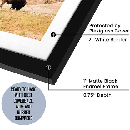 Bison In Yellowstone National Park Large Stretched, Framed Art Print White Border