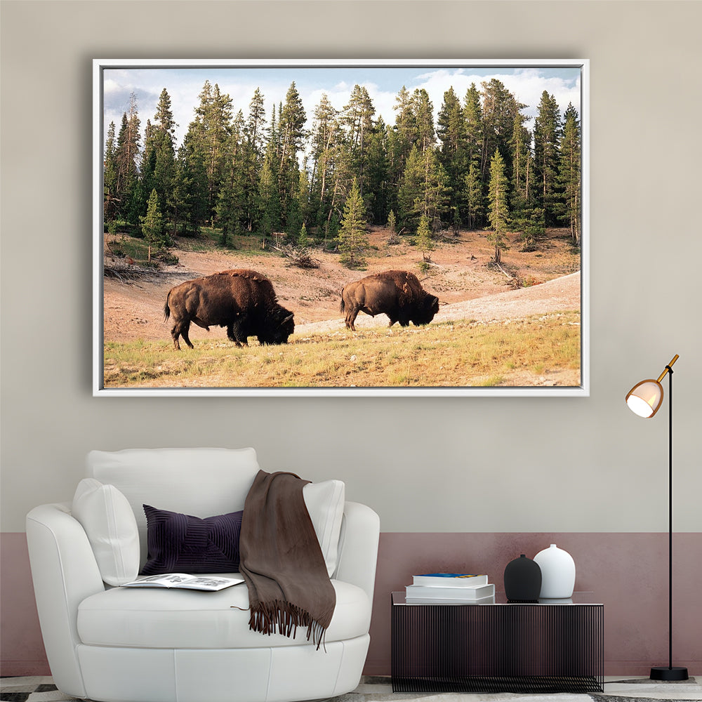 Bison In Yellowstone National Park Large Stretched Canvas, Framed Cavas Print, Floating Frame
