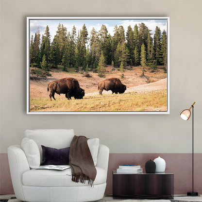 Bison In Yellowstone National Park Large Stretched Canvas, Framed Cavas Print, Floating Frame