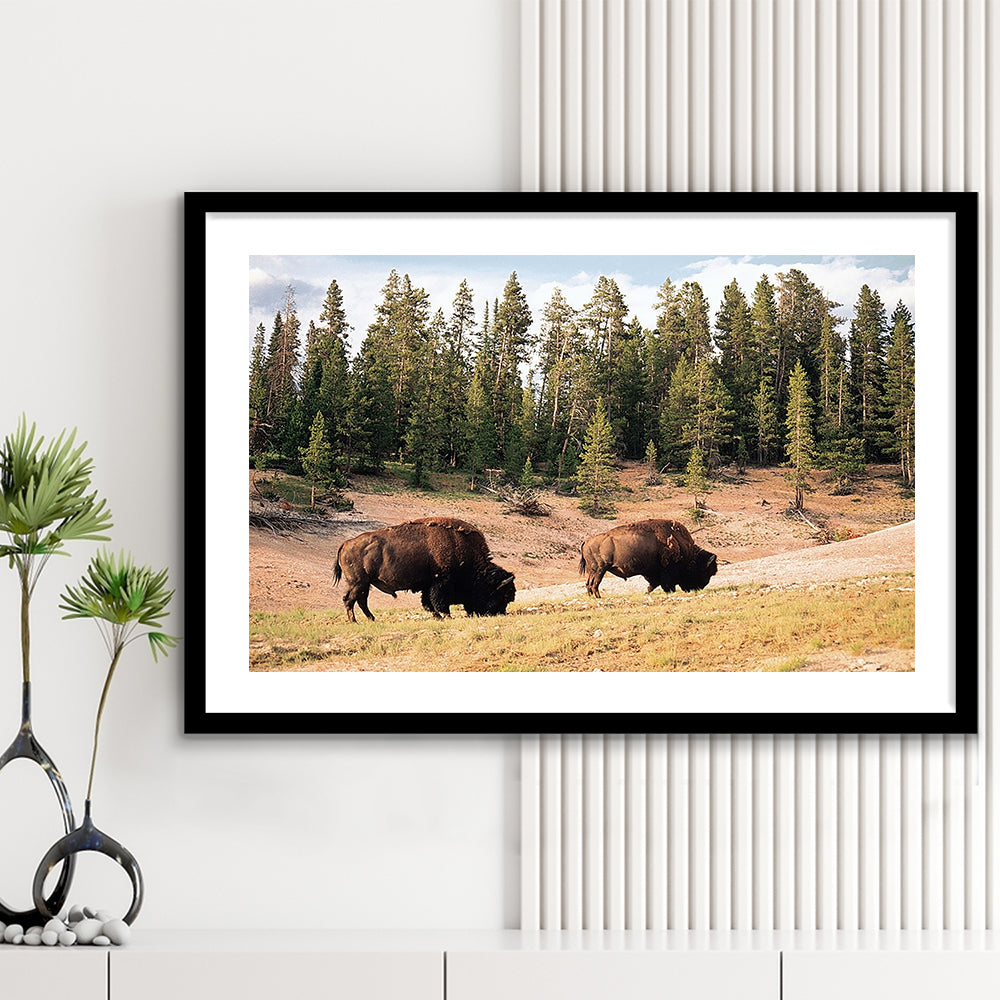 Bison In Yellowstone National Park Large Stretched, Framed Art Print White Border
