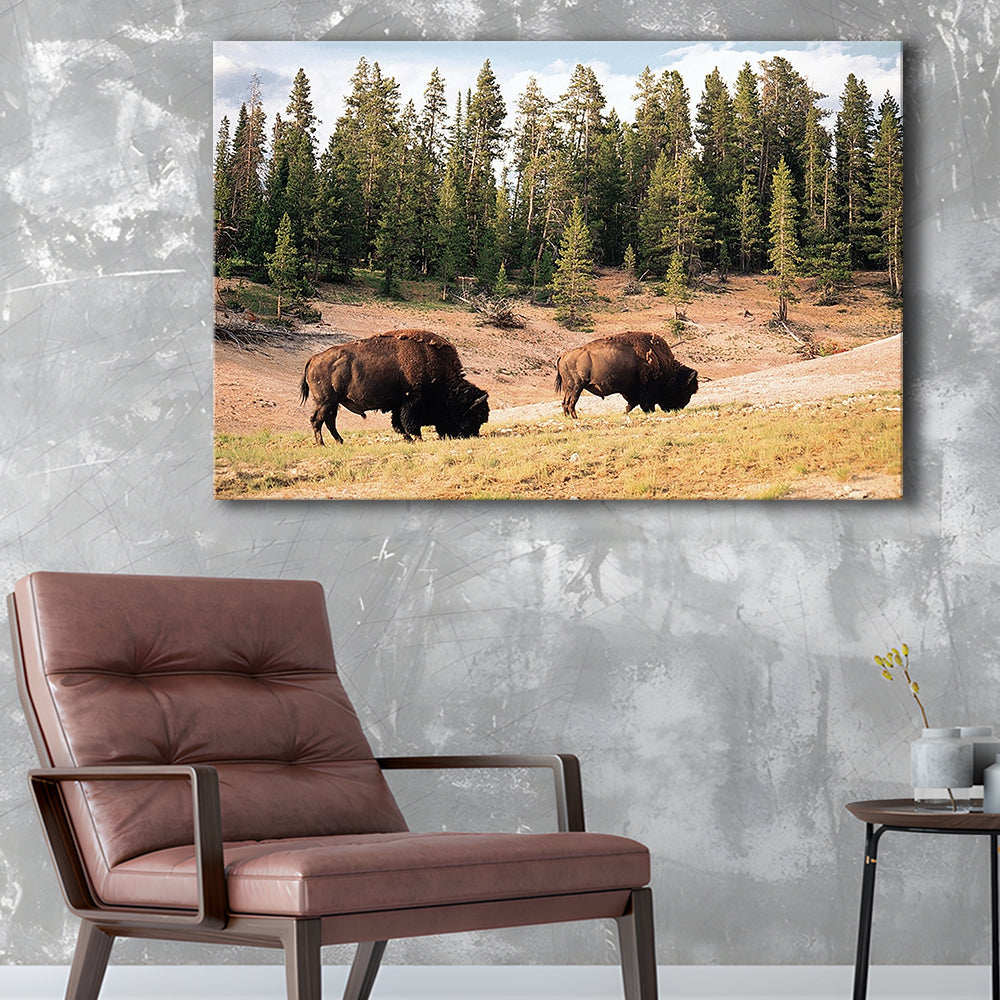 Bison in Yellowstone National Park Large Stretched Canvas, Cavas Print Wall Art Hom Decor