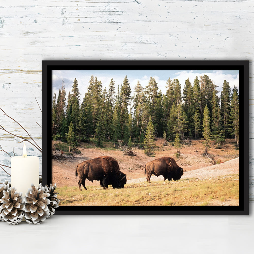 Bison In Yellowstone National Park Large Stretched Canvas, Framed Cavas Print, Floating Frame
