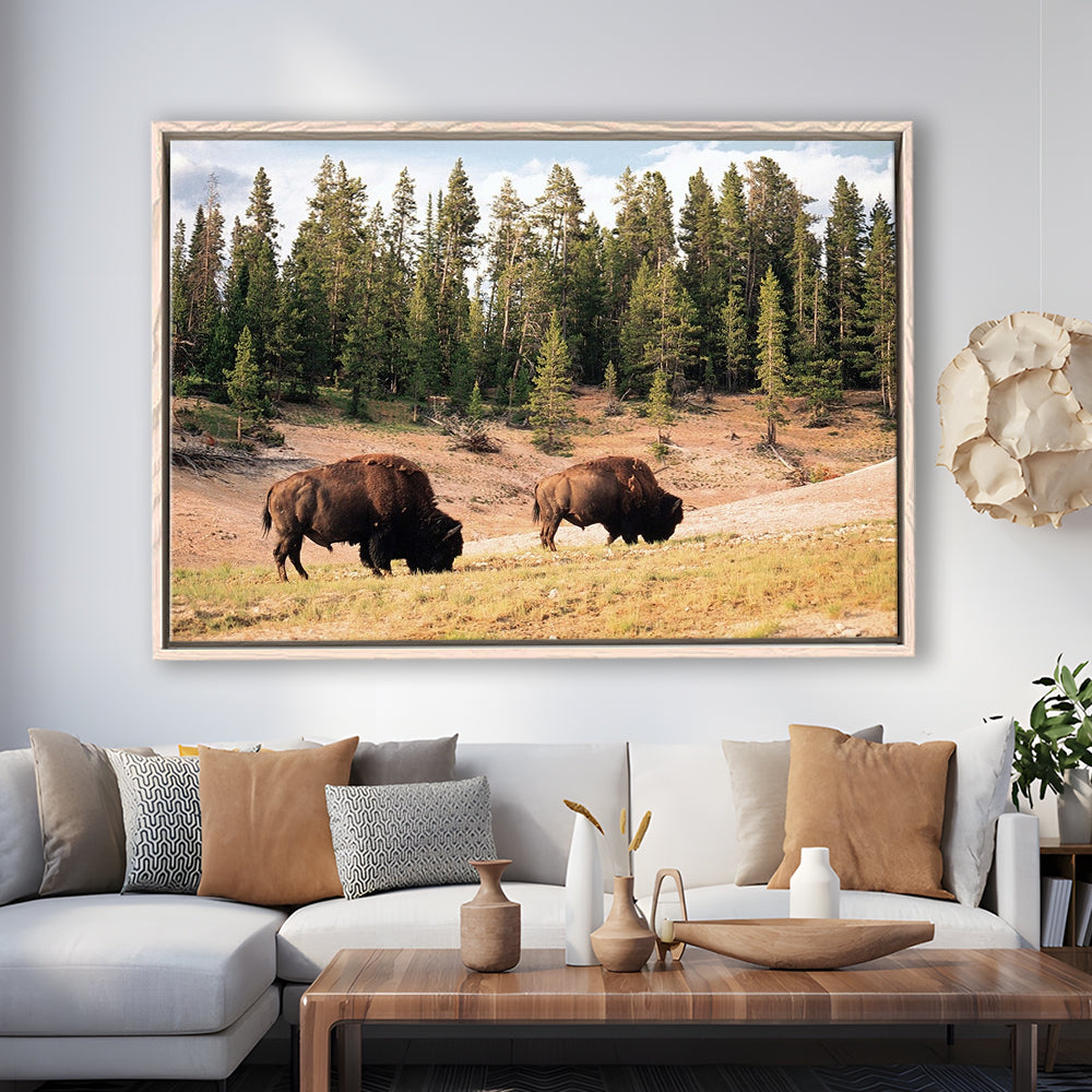 Bison In Yellowstone National Park Large Stretched Canvas, Framed Cavas Print, Floating Frame