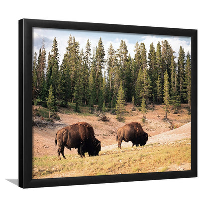 Bison In Yellowstone National Park LargeArt Prints, Framed Art Print, Picture Framed